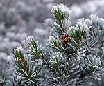 雪松