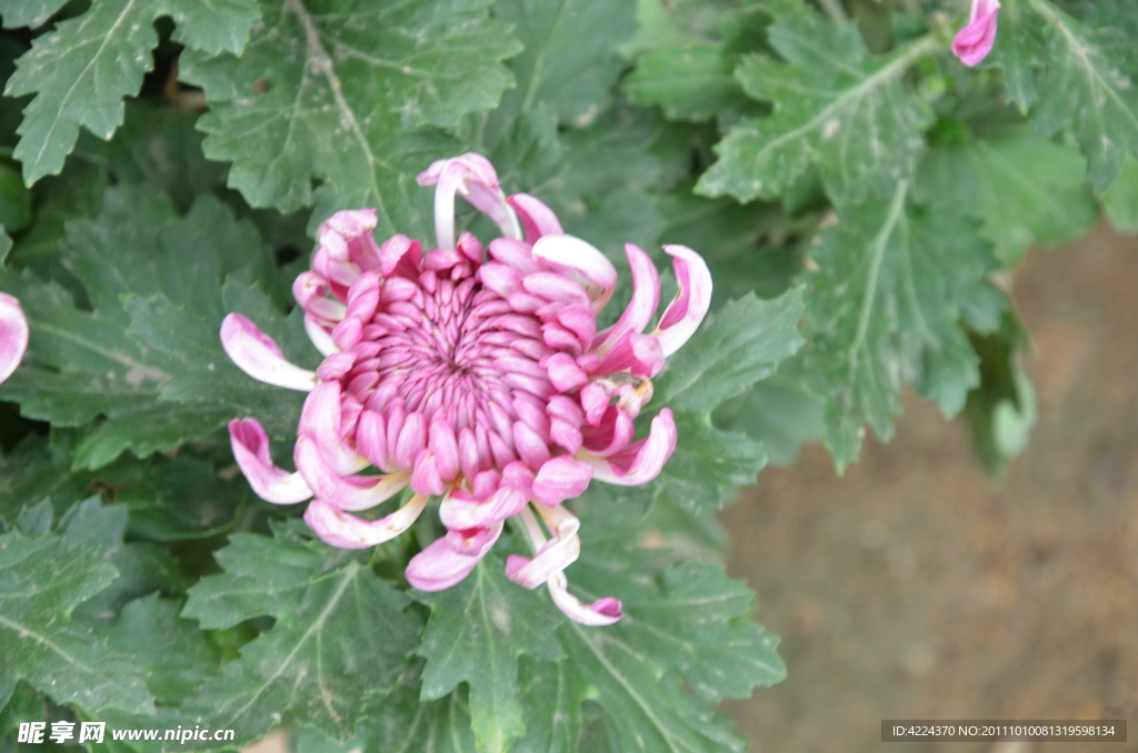 菊花