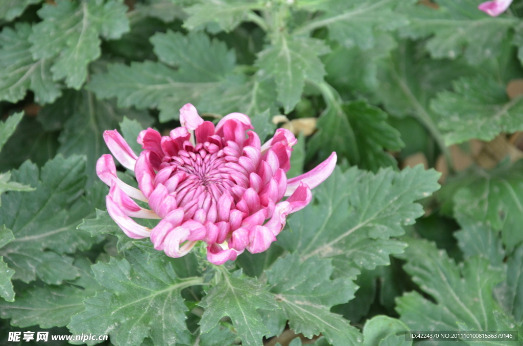 菊花