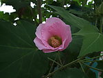 木槿花