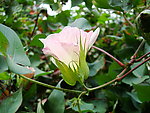 棉花