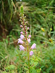 小野花