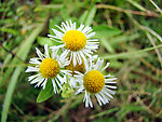 野菊花