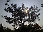 阳光下的树