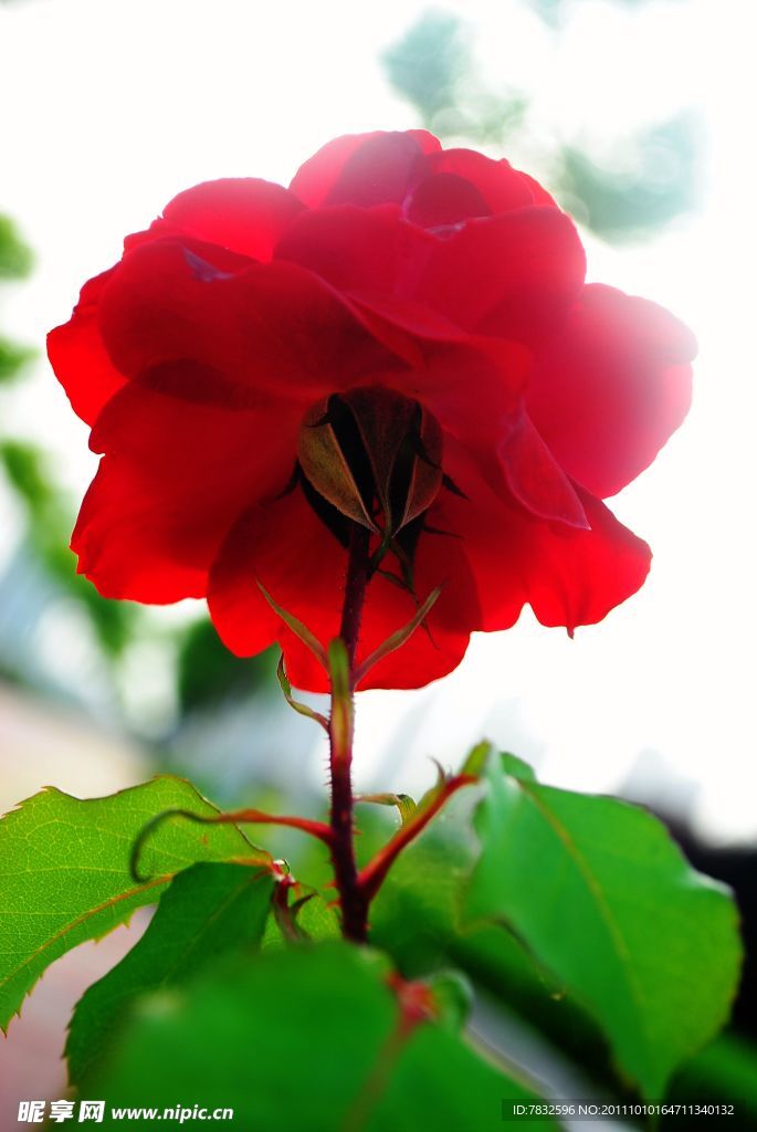 月季花