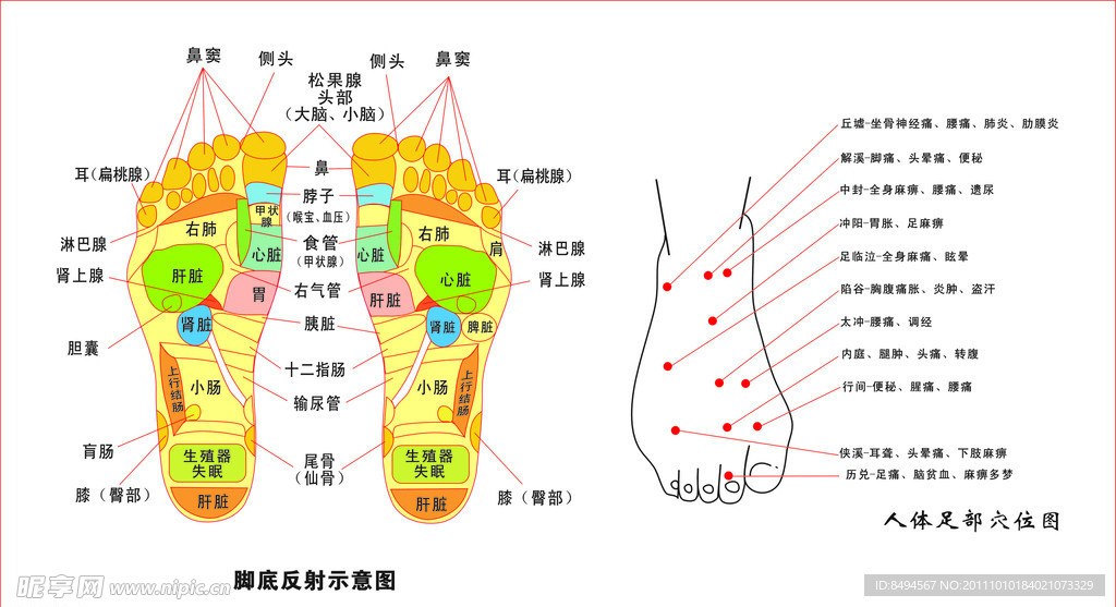 脚底穴位