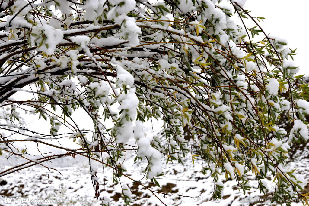 大雪压枝