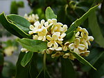 桂花