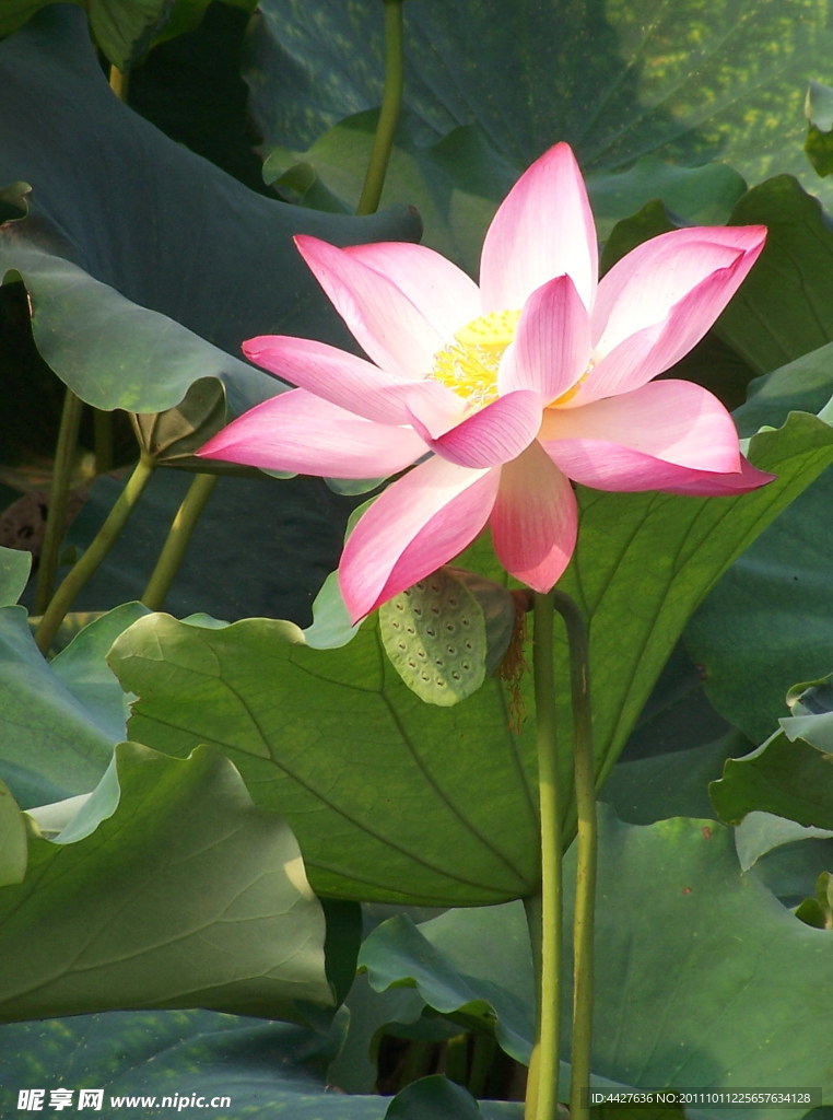 荷花