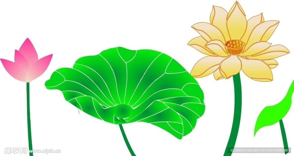 荷花 莲