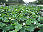 芙蓉公园