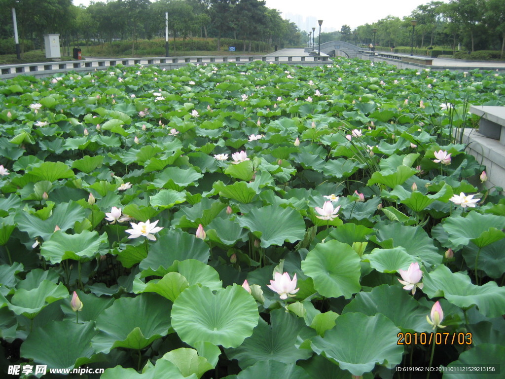 芙蓉公园