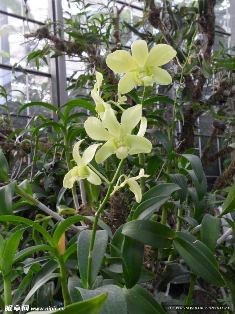 兰花类
