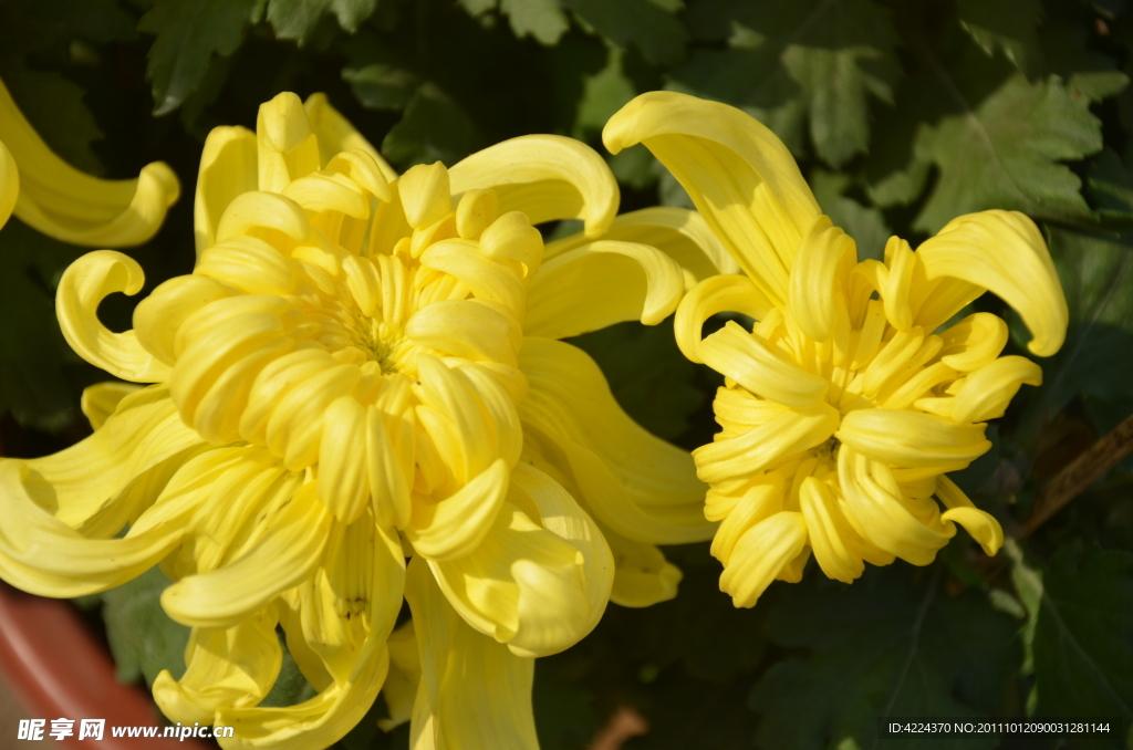 菊花