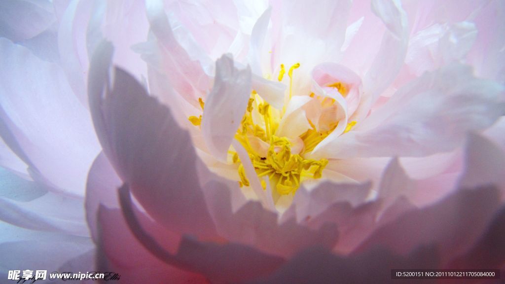 牡丹花