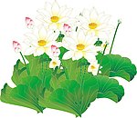 荷花荷叶