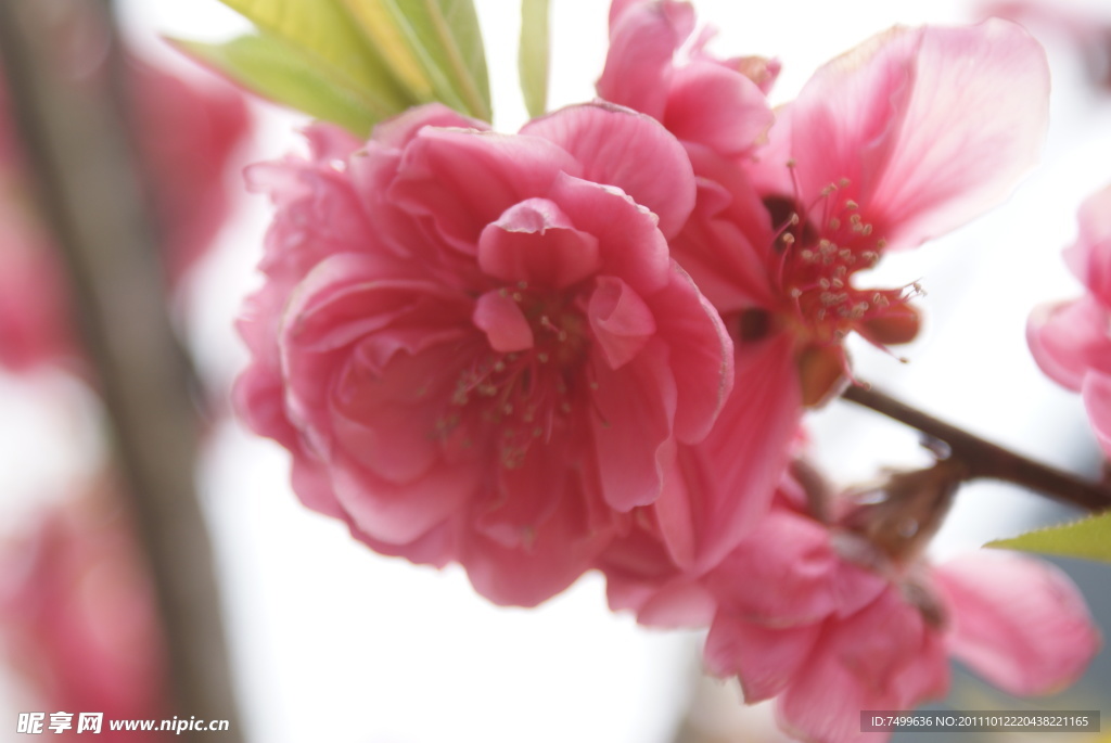 桃花