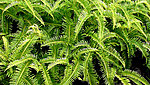 蕨类植物