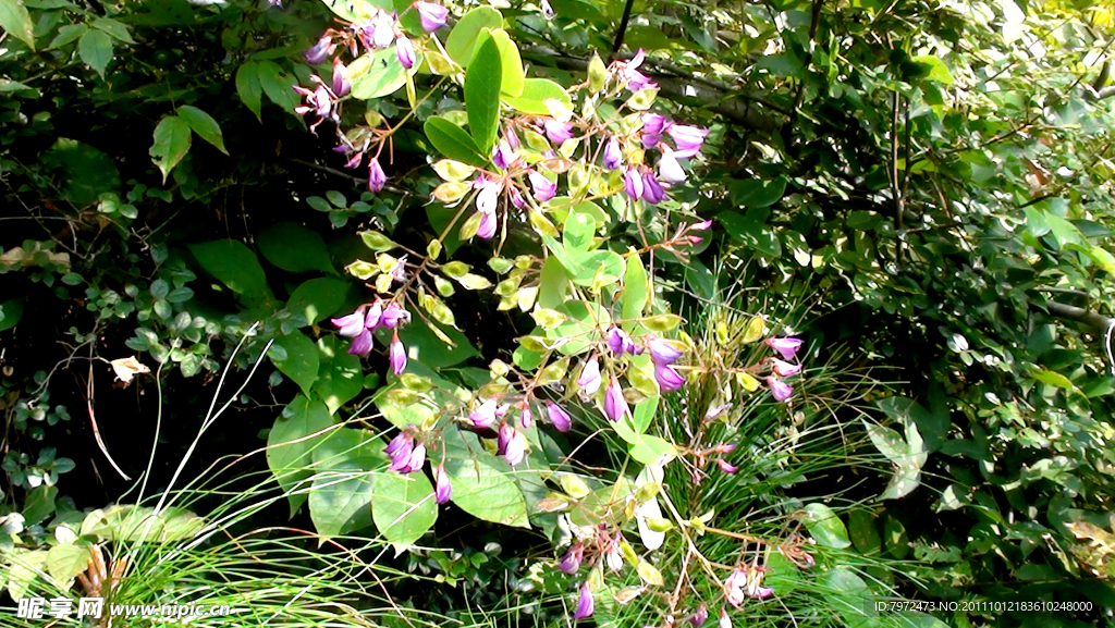 灌木杂花