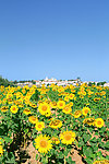 田园风光