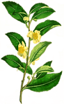 手绘茶树