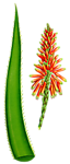 手绘芦荟