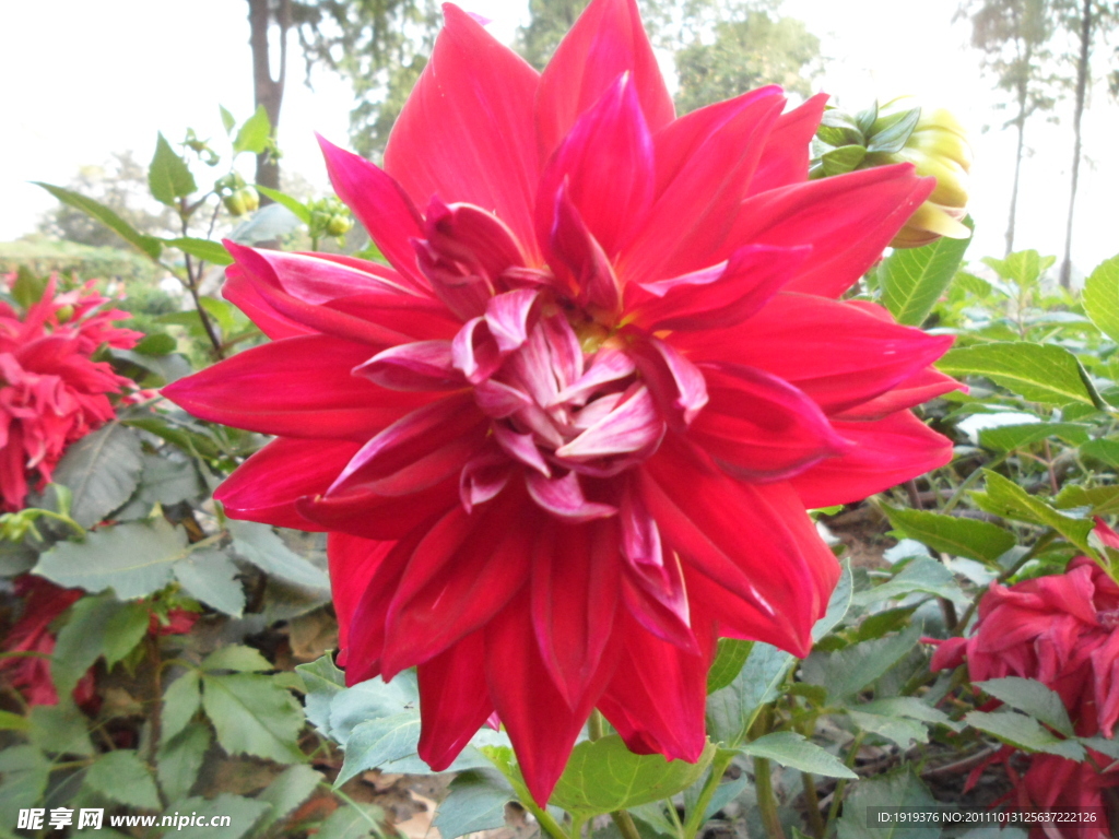 菊花类