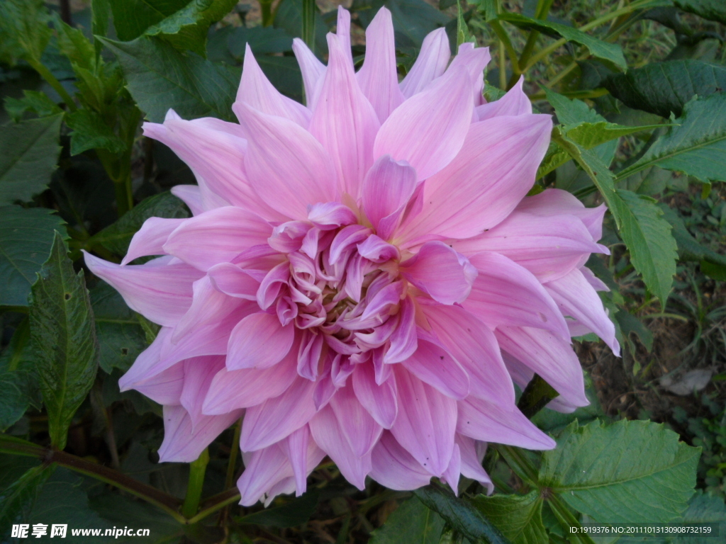 菊花类