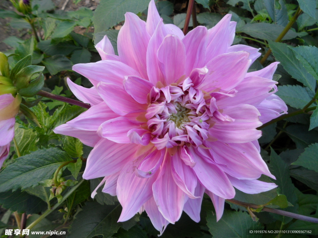 菊花类