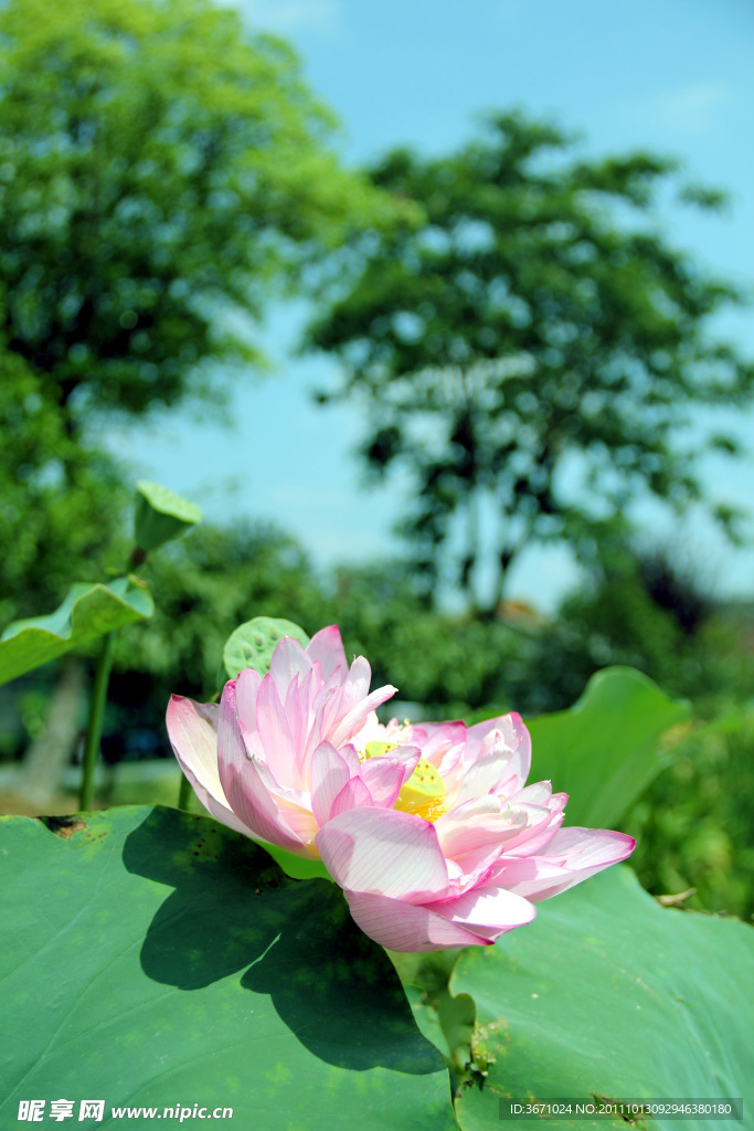 荷花