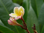 鸡蛋花