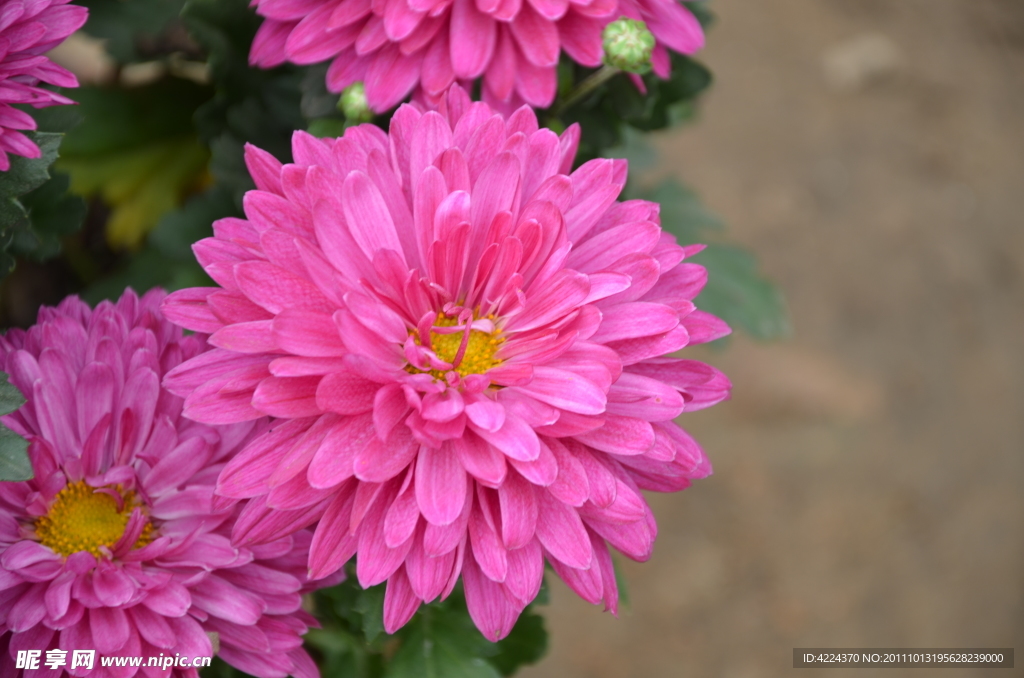 菊花