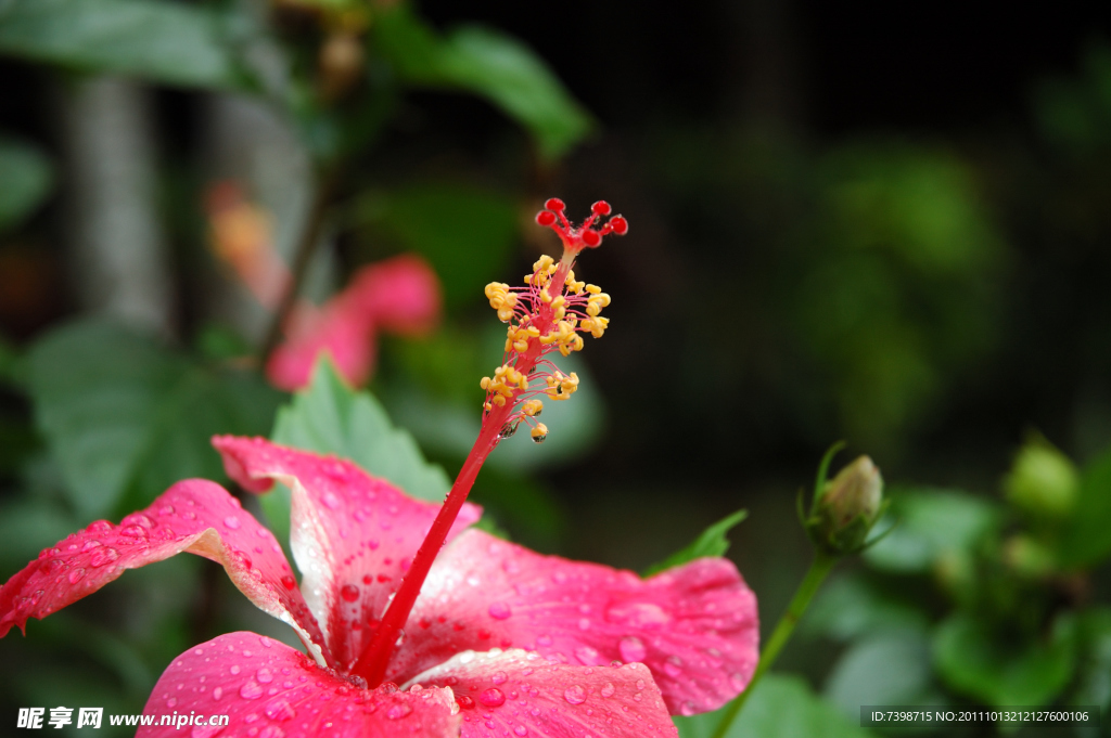 扶桑花