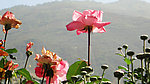 山花烂漫