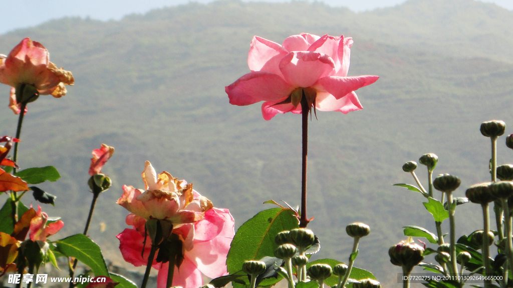 山花烂漫