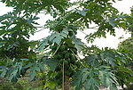 木瓜树
