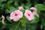 带雨野花
