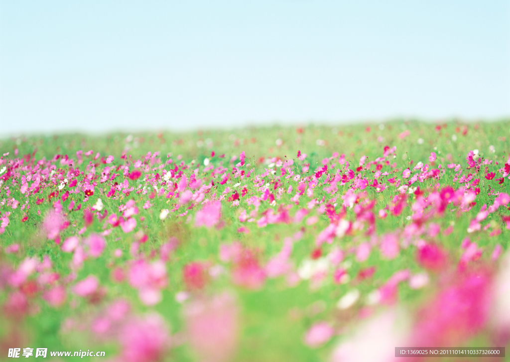 鲜花遍野