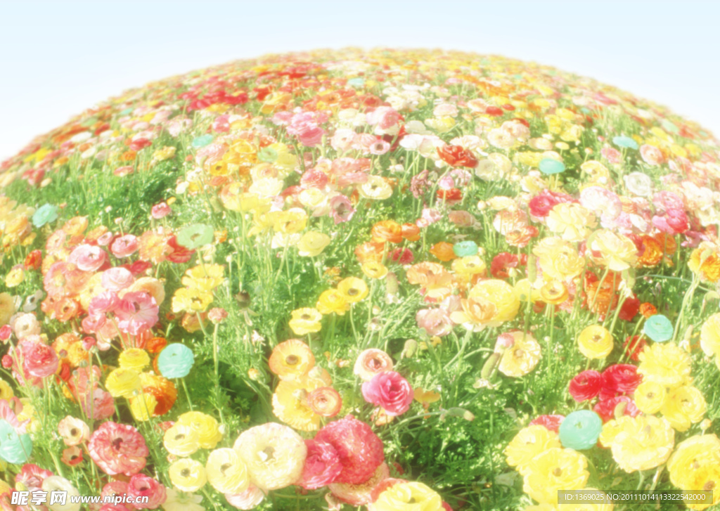 鲜花遍野