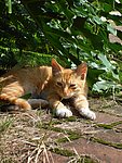 小花猫