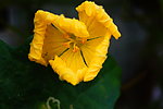 丝瓜花