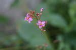 花蕊