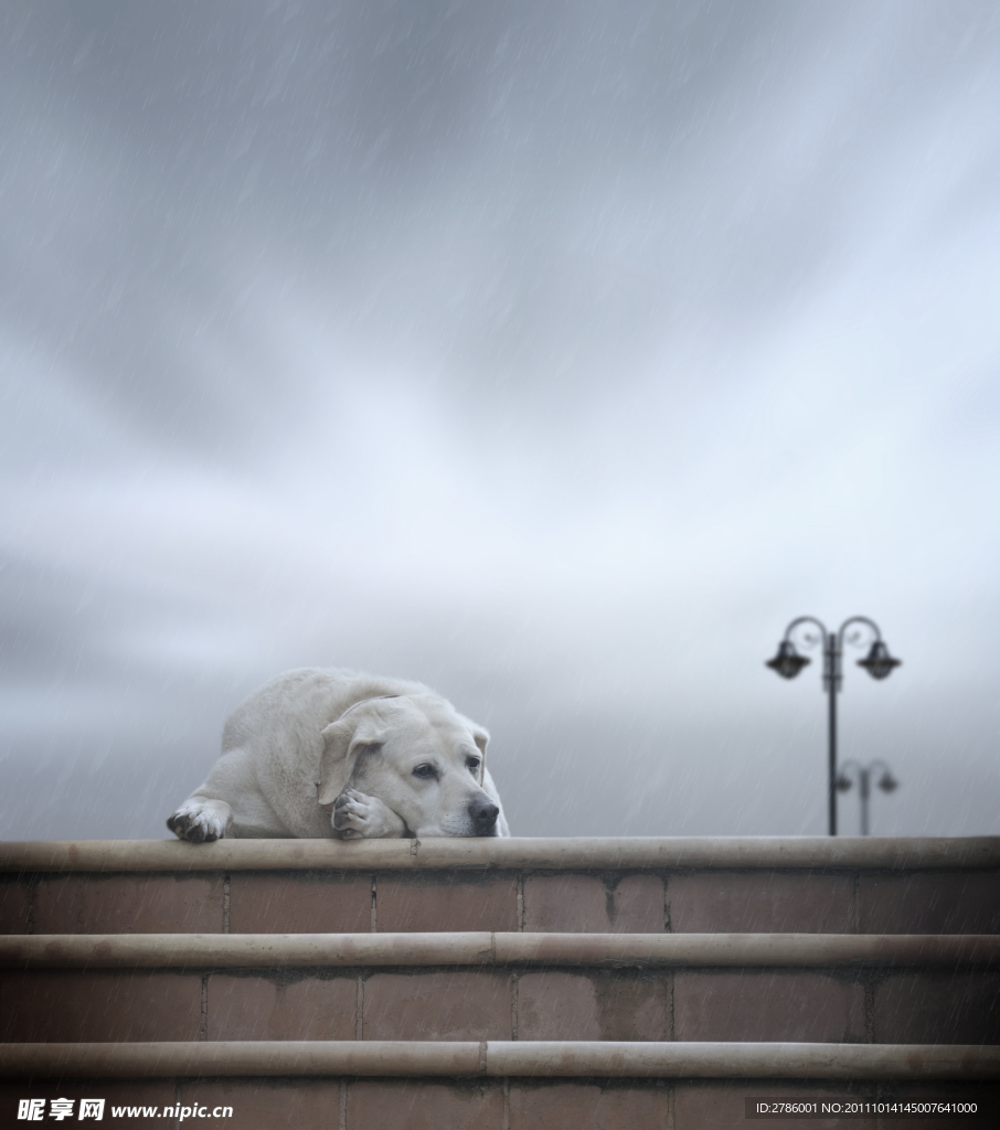 淋雨的狗狗