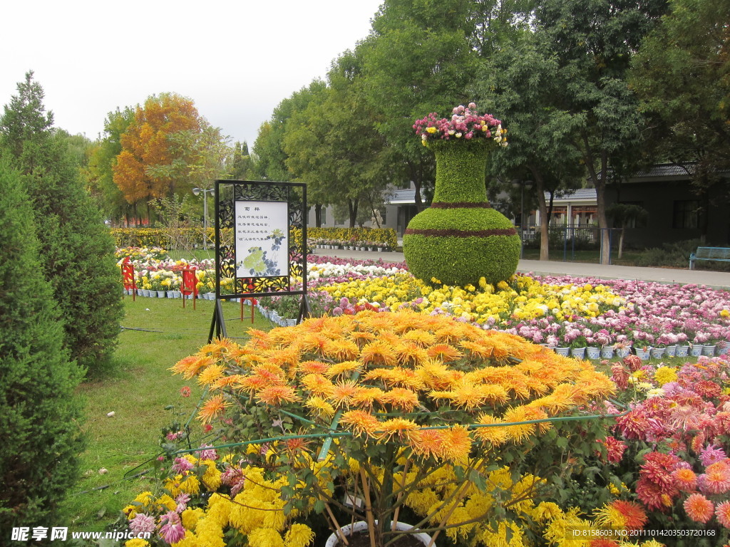 菊染银川