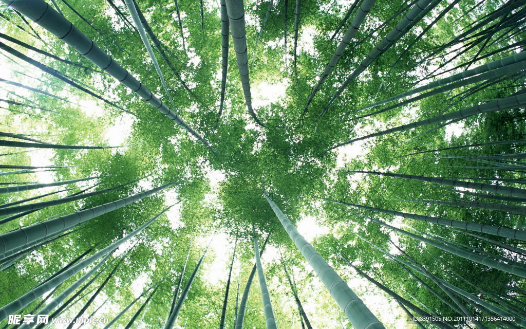 竹子