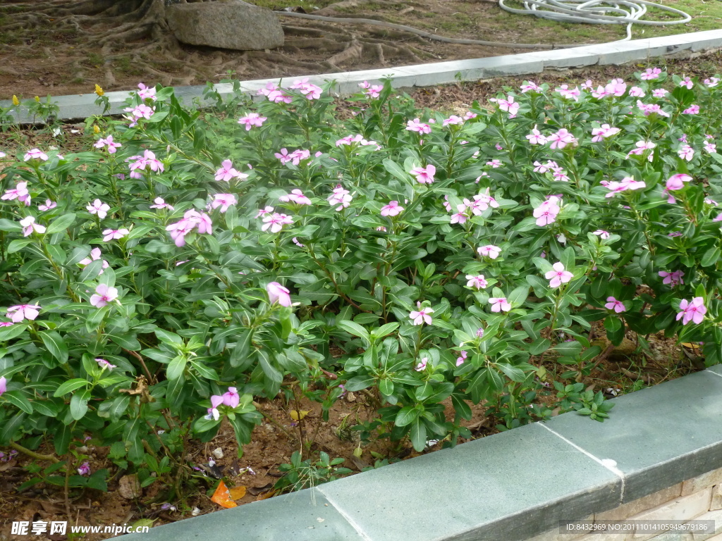 长春花
