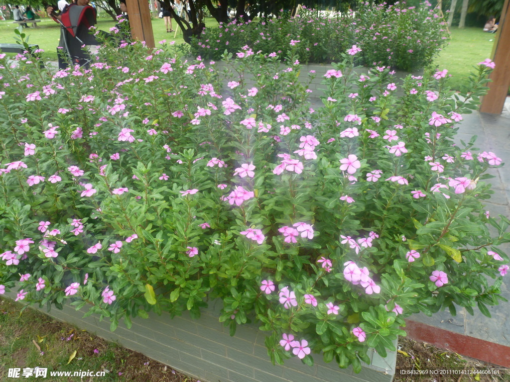 长春花