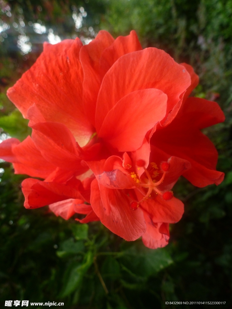 扶桑花