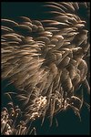 烟花焰火