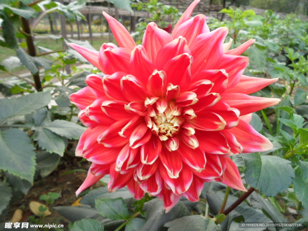 菊花类